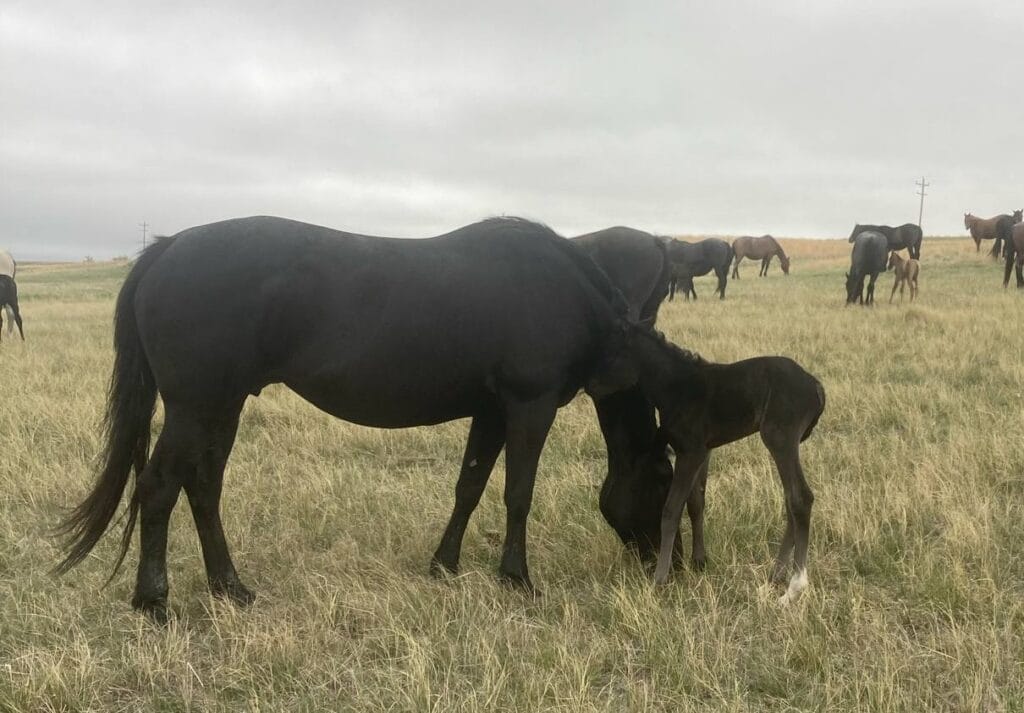 performance prospect deluxe!,Blue Roan Stud colt,AQHA Ranching Heritage eligible