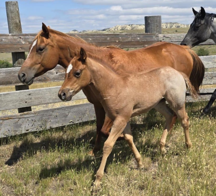 Red roan filly with smarts and speed,AQHA Ranching Heritage eligible,eligible to be enrolled in Future Fortunes and 5-State Breeders Futurity