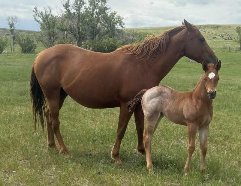 Red roan filly with smarts and speed,AQHA Ranching Heritage eligible,eligible to be enrolled in Future Fortunes and 5-State Breeders Futurity