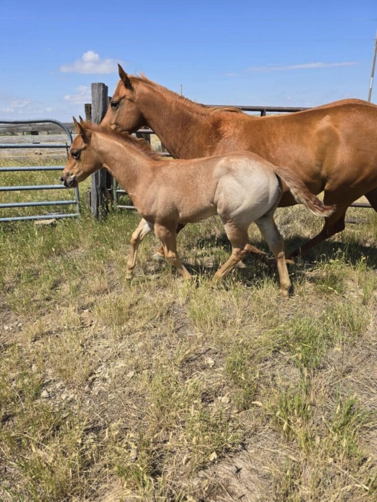 Red roan filly with smarts and speed,AQHA Ranching Heritage eligible,eligible to be enrolled in Future Fortunes and 5-State Breeders Futurity