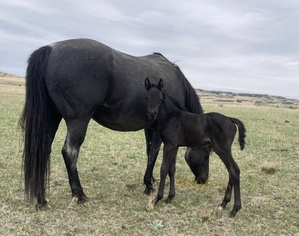 Fantastic blue roan filly!