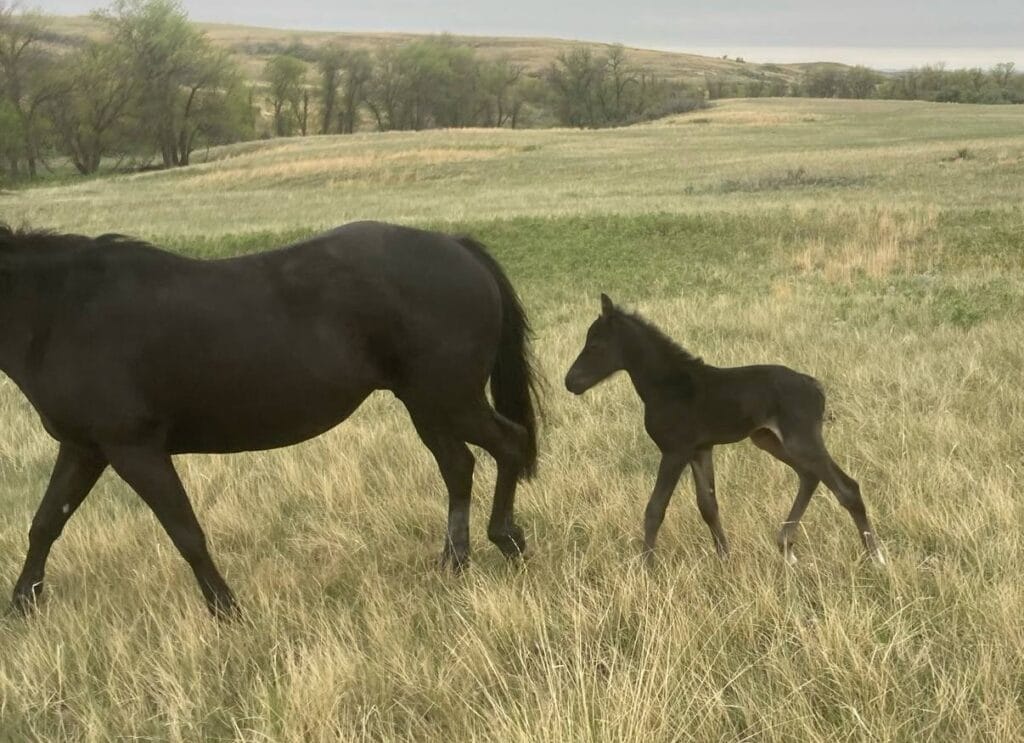 performance prospect deluxe!,Blue Roan Stud colt,AQHA Ranching Heritage eligible