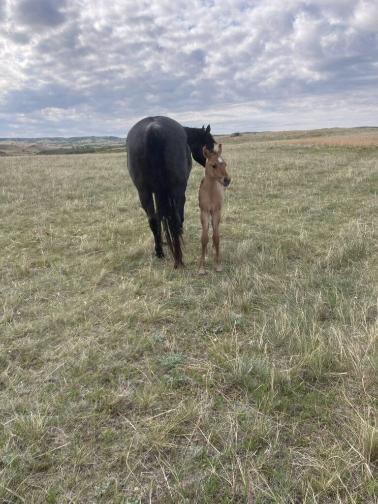 AVS grandson,AQHA Ranching Heritage eligible,Dun colt,A Vintage Smoke grandson