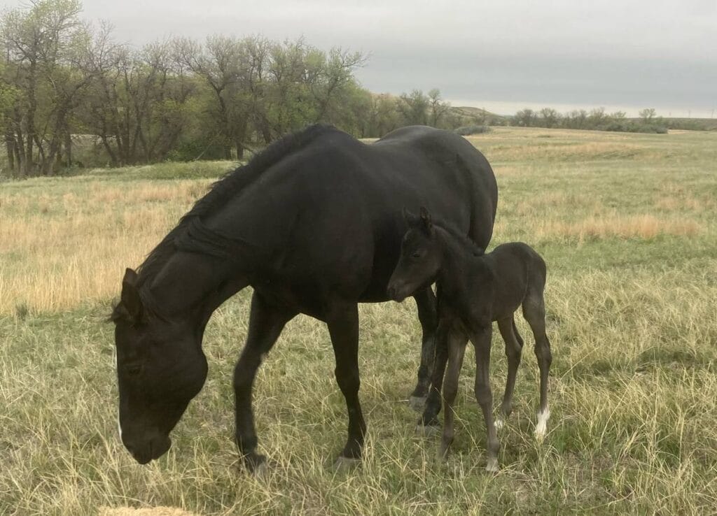 performance prospect deluxe!,Blue Roan Stud colt,AQHA Ranching Heritage eligible