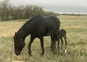 Delilah 2025