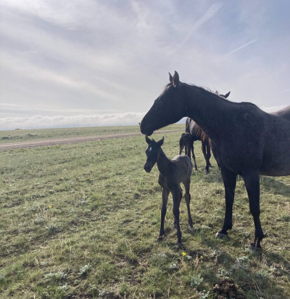 Cowbred Blue Roan Filly