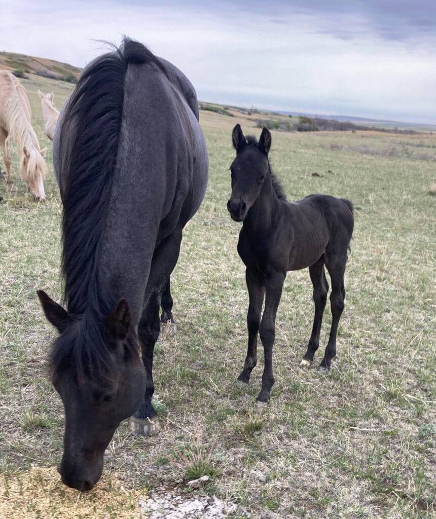 Fantastic blue roan filly!