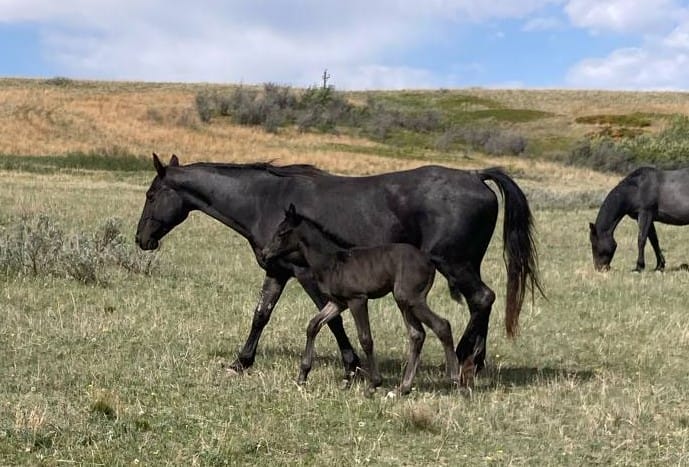 blue roan stud colt,solidness,sure-footedness,and durability