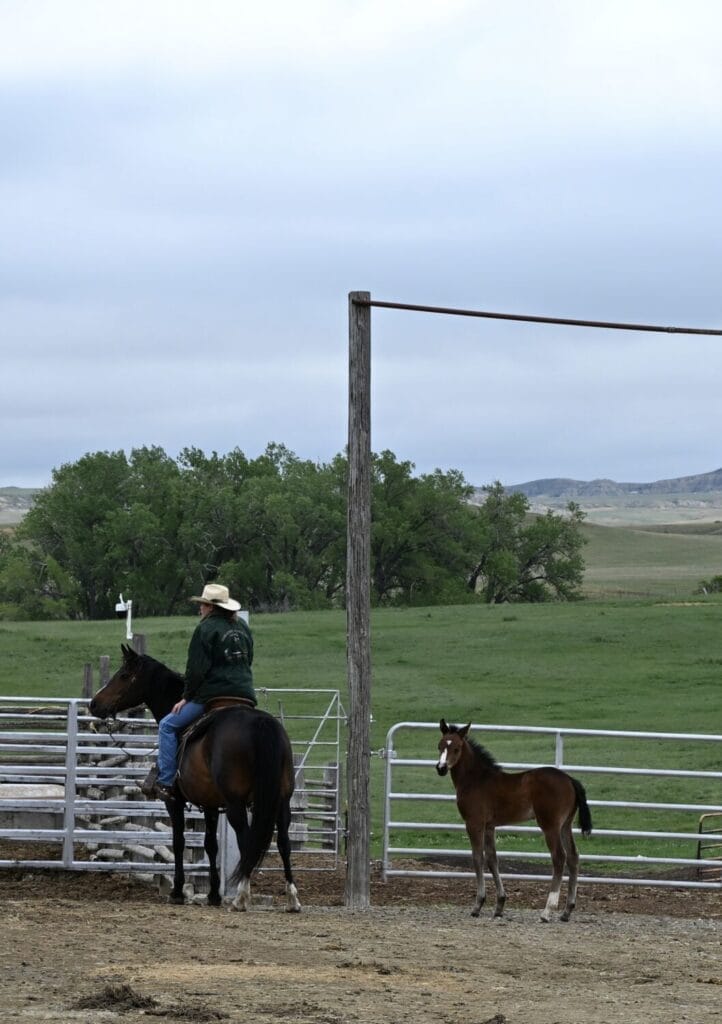 Speedy and her 2025 colt headed off to work on the ranch.