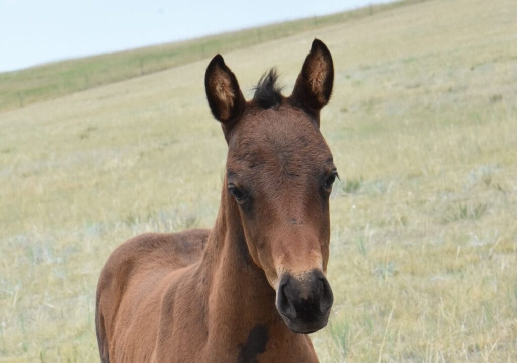 An ideal colt who has limitless options ahead of him.