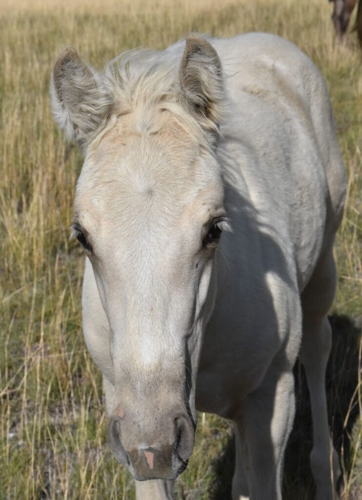 Palomino Quarter Horse Filly in green pastures