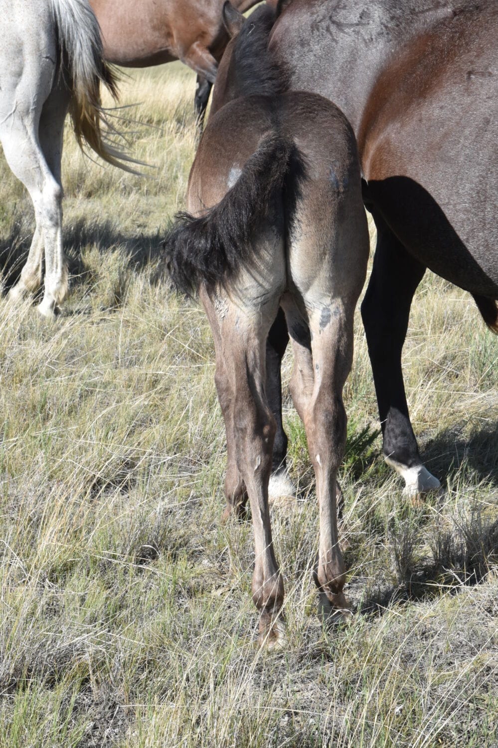 blue roan stud colt