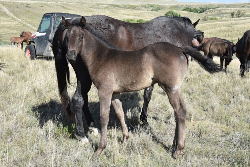 blue roan stud colt
