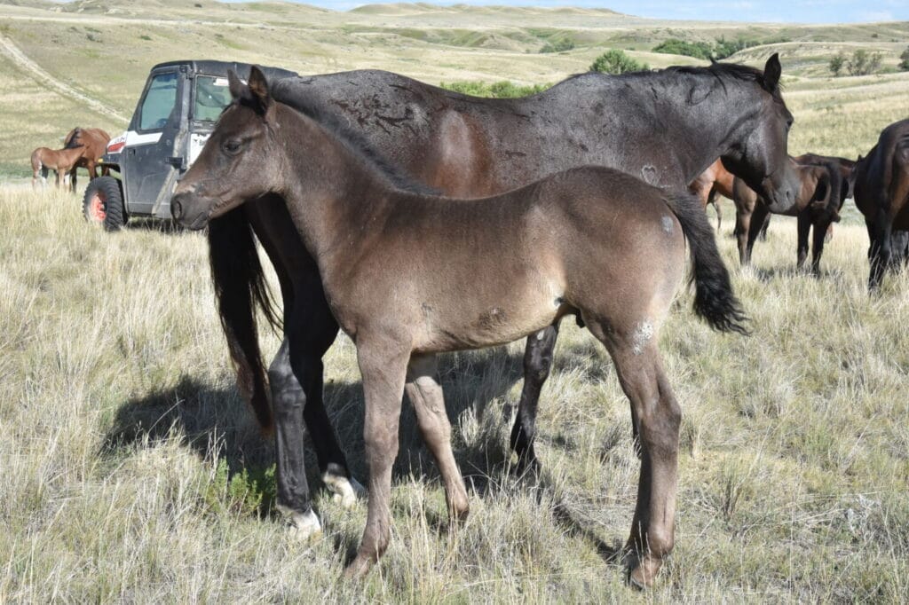 blue roan stud colt