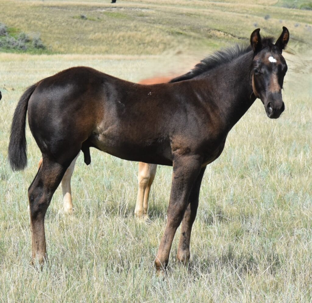 Deep,beautiful,balanced colt