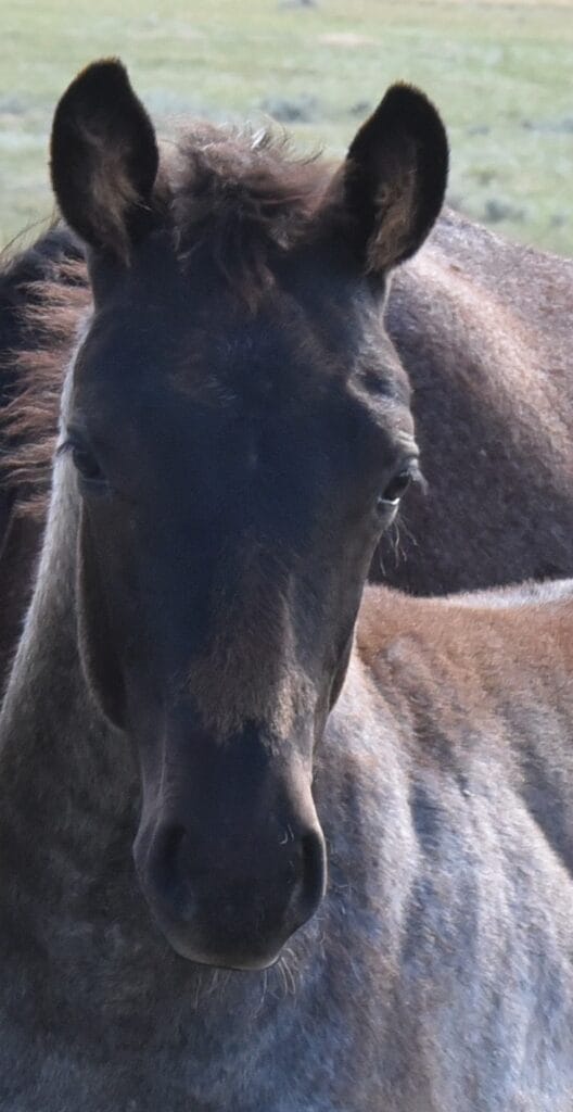 blue roan stud colt