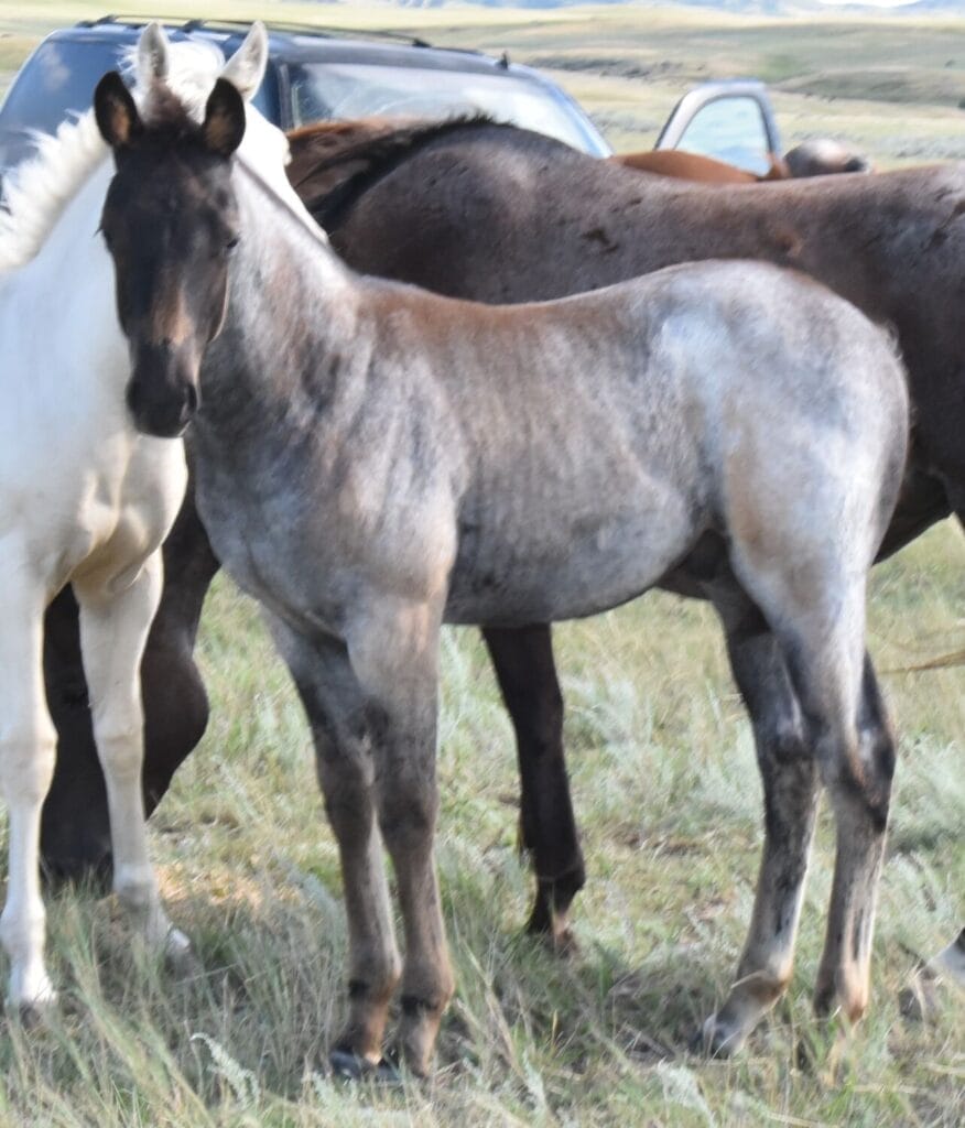 blue roan stud colt