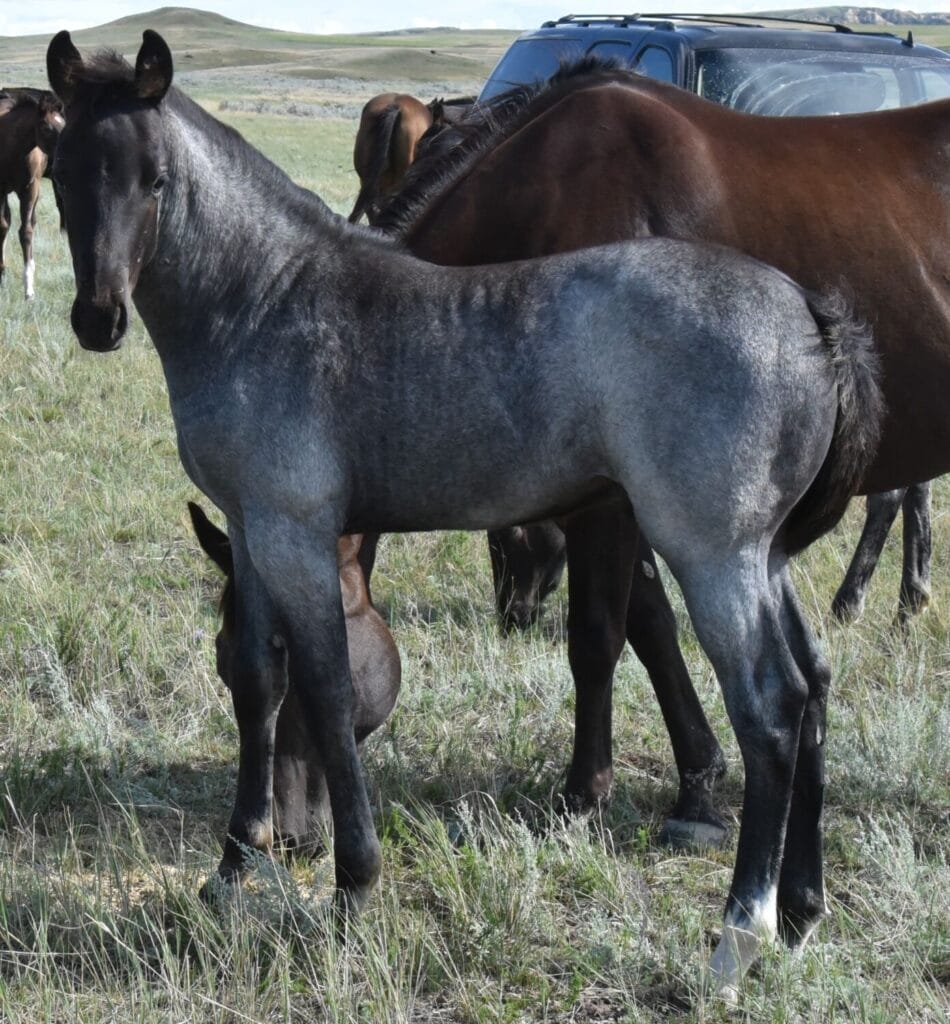 performance prospect deluxe!,Blue Roan Stud colt,AQHA Ranching Heritage eligible