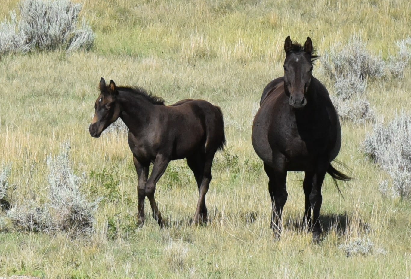 Quarter Horse mare and foal