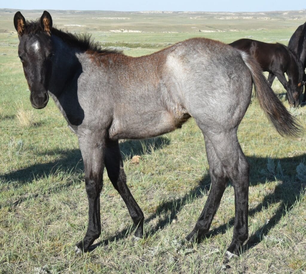 Cowbred Blue Roan Filly