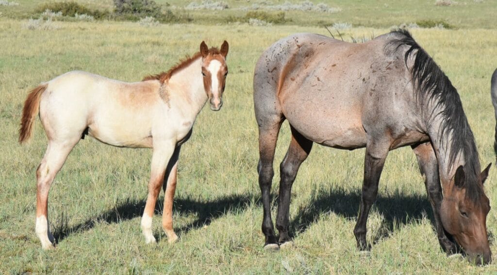 stunning red roan
