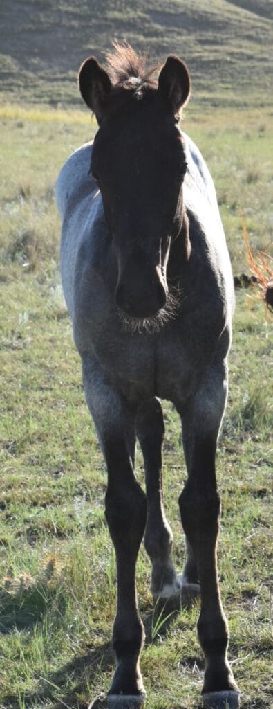 blue roan stud colt