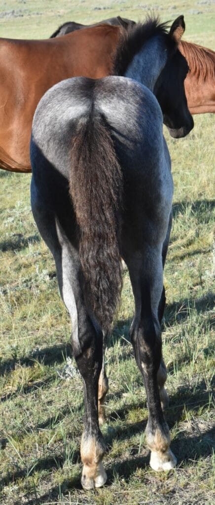 blue roan stud colt