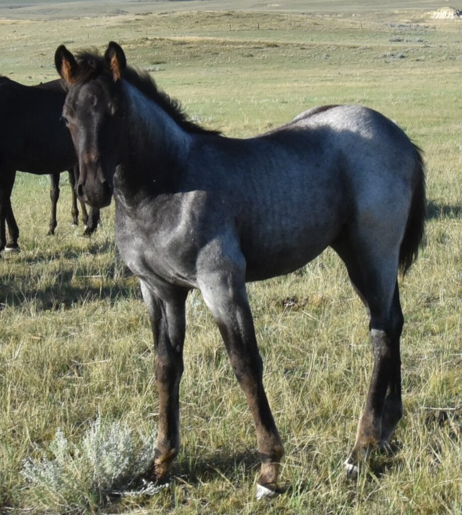 blue roan stud colt