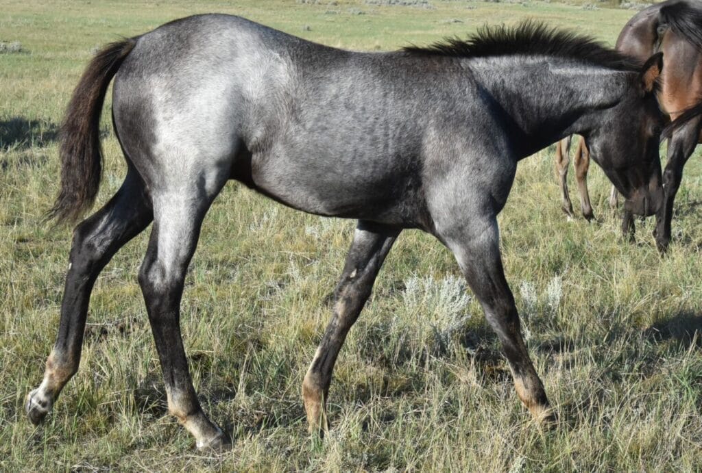 blue roan stud colt