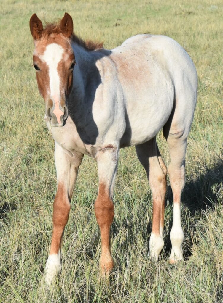 stunning red roan