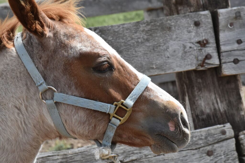 stunning red roan