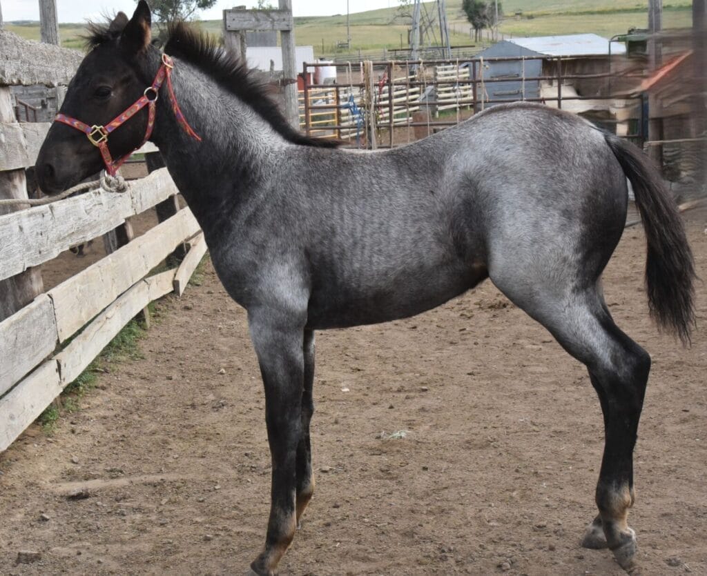 blue roan stud colt