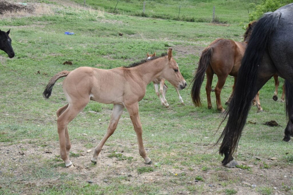 AVS grandson,AQHA Ranching Heritage eligible,Dun colt,A Vintage Smoke grandson