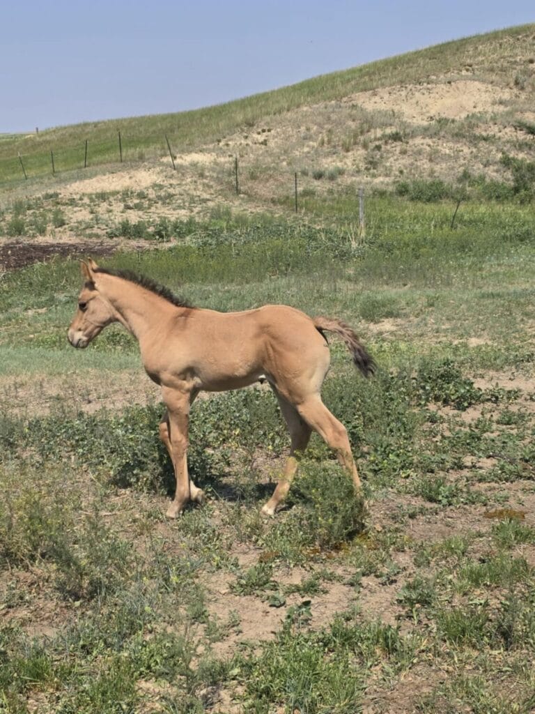 AVS grandson,AQHA Ranching Heritage eligible,Dun colt,A Vintage Smoke grandson
