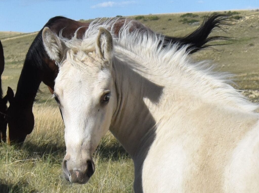 Palomino Quarter Horse Filly in green pastures
