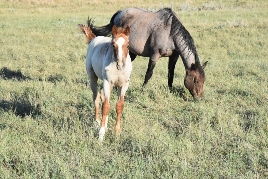 stunning red roan