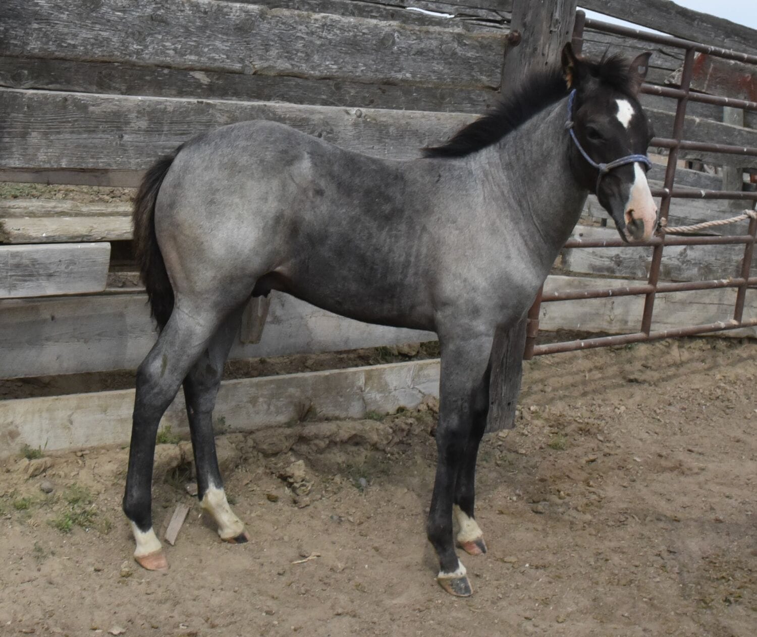 Cat Smart Boonsmal x MRI Sierra Sweetart