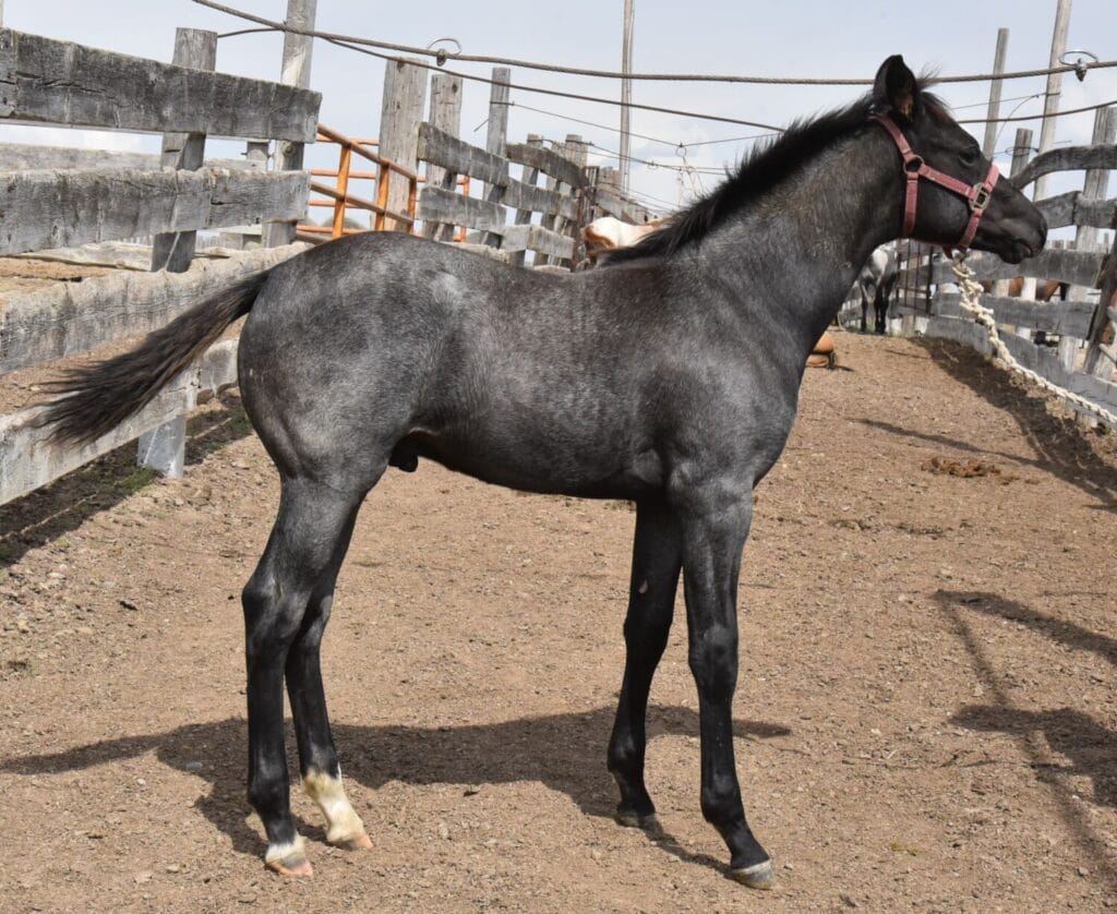 performance prospect deluxe!,Blue Roan Stud colt,AQHA Ranching Heritage eligible