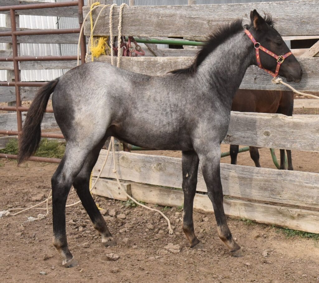 blue roan stud colt