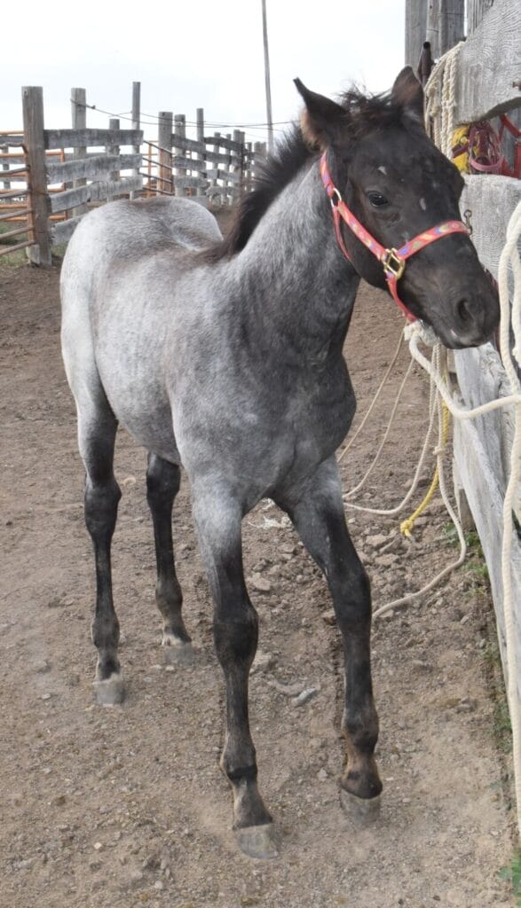 blue roan stud colt
