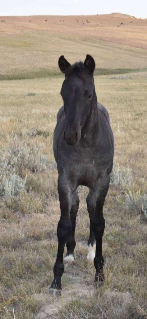 performance prospect deluxe!,Blue Roan Stud colt,AQHA Ranching Heritage eligible