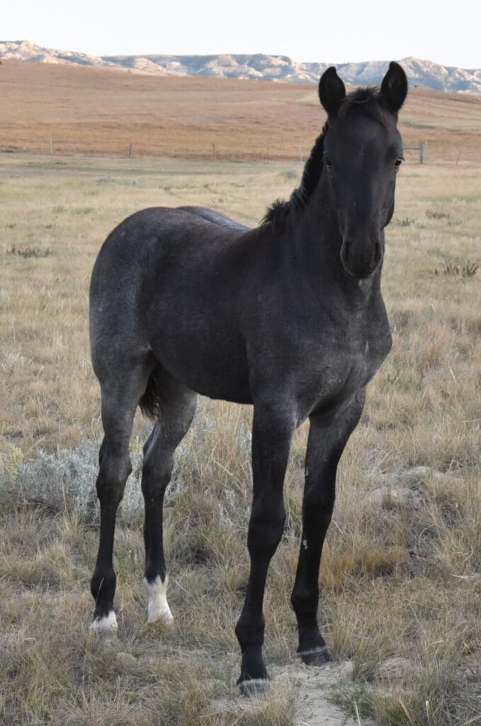 performance prospect deluxe!,Blue Roan Stud colt,AQHA Ranching Heritage eligible