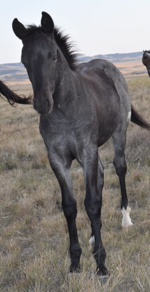 performance prospect deluxe!,Blue Roan Stud colt,AQHA Ranching Heritage eligible