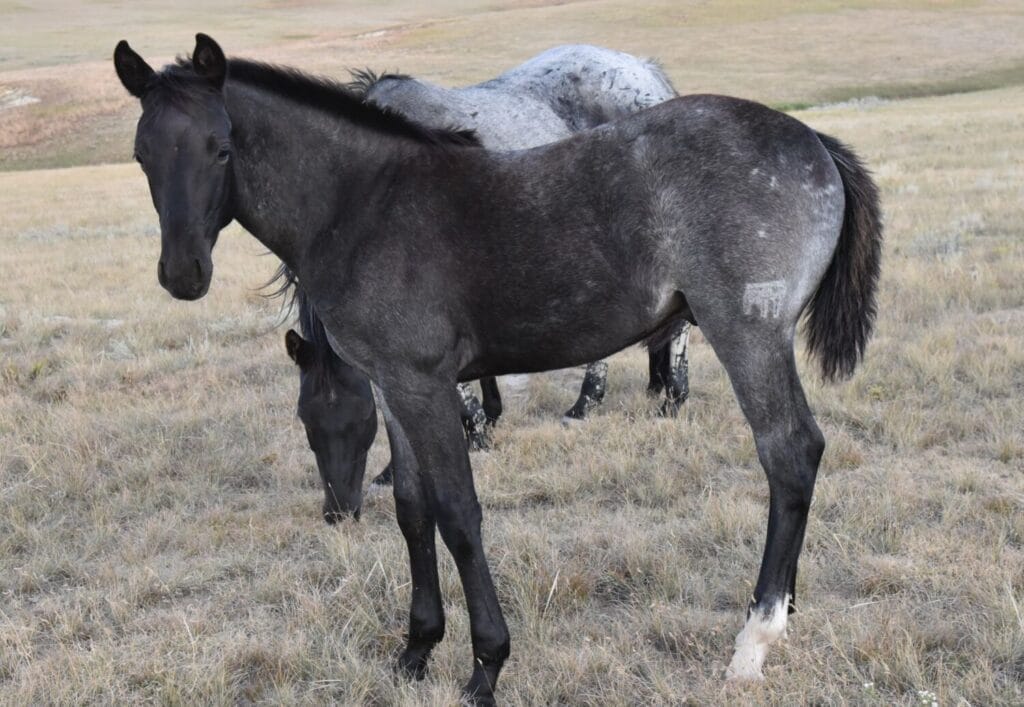 performance prospect deluxe!,Blue Roan Stud colt,AQHA Ranching Heritage eligible