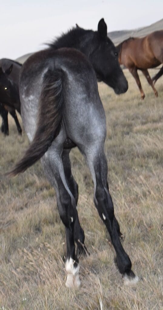 performance prospect deluxe!,Blue Roan Stud colt,AQHA Ranching Heritage eligible