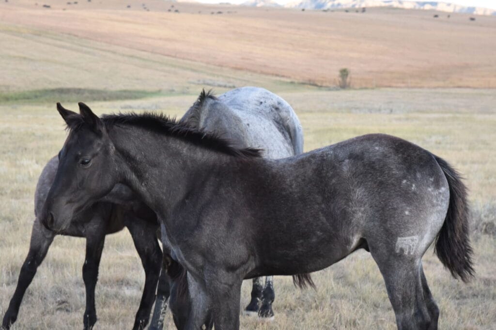 performance prospect deluxe!,Blue Roan Stud colt,AQHA Ranching Heritage eligible