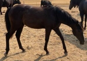 Black Quarter Horse filly walking