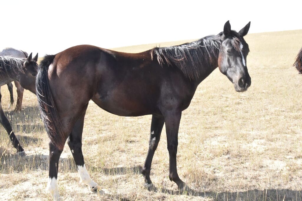 Sweet responsive and quick moving black Quarter Horse filly