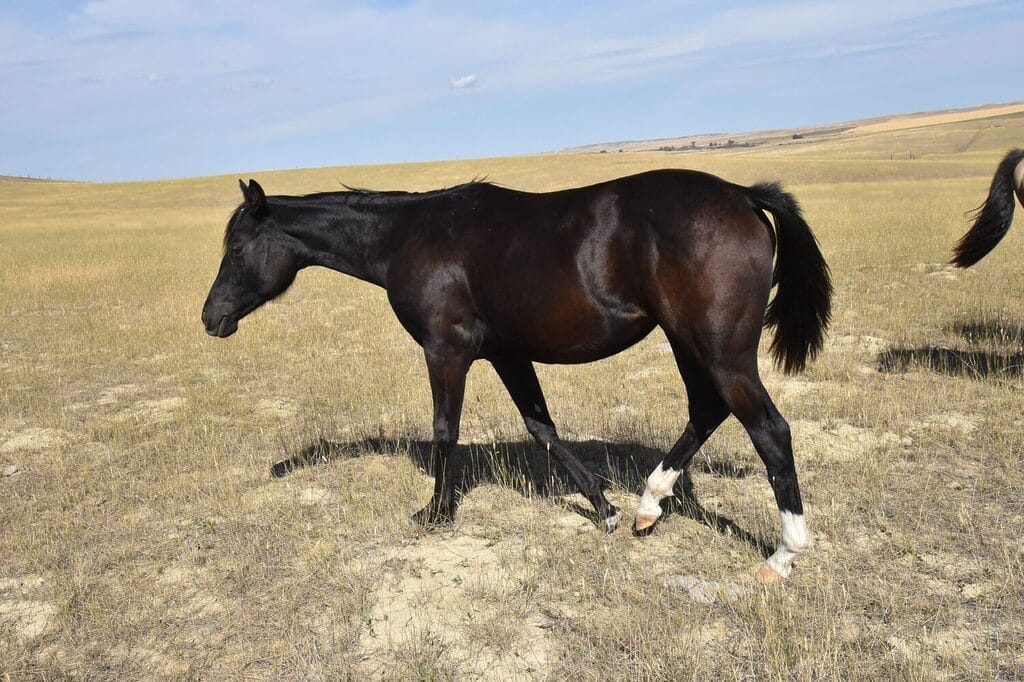 Sweet responsive and quick moving black Quarter Horse filly