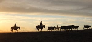 Mahlstedt Ranch horses gather cattle in eastern Montana.